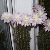 Echinopsis - moje kaktusy