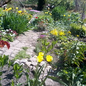 nasz ogródek/ maj 2011