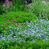 Niewielki jest nasz ogród...ale treściwy...i błękitem socysty