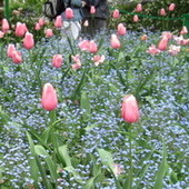 Niezapominajki jako tło dla tulipanów