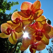 Phalaenopsis z brylantem :-)