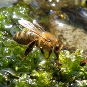 pszczółka przy wodopoju w ogordzie :)