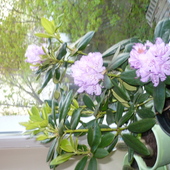 Rhododendron kolejna odsłona