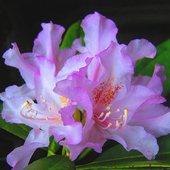 Rododendron ........
