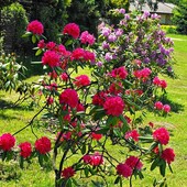 Rododendrony w ŁOB