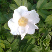 Rosa rugosa, ale biała