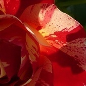 tak własnie kwitną jej kwiatki - Róża pnąca TWIST 'Poulstri