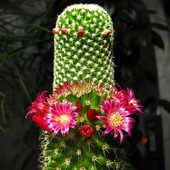 Taki dziwny kaktus ;-)