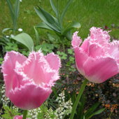 Tuli-panny różowe