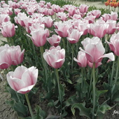 tulipan  PULSE