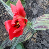 Tulipan z Holandii