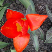 Tulipan z Holandii