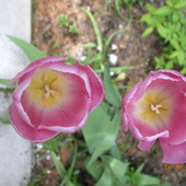Tulipanki różowiutkie