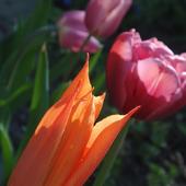 Tulipanowy płomień