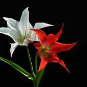Tulipany w barwach narodowych