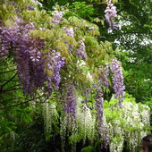 wisteria w ogrodzie wodnym Moneta