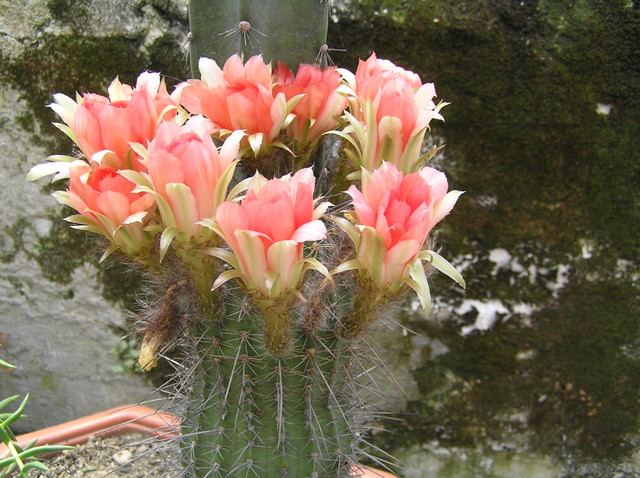 C.d. kaktusów.
