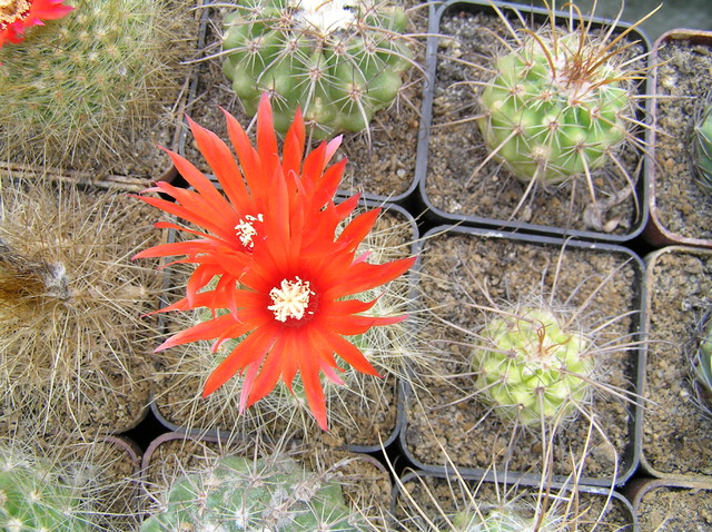 C.d.kaktusów