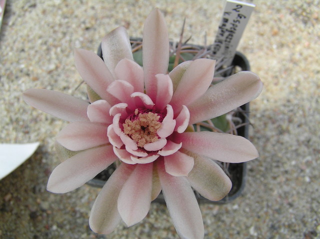 c.d.kaktusów