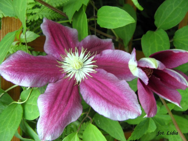 Clematis ''HANIA''