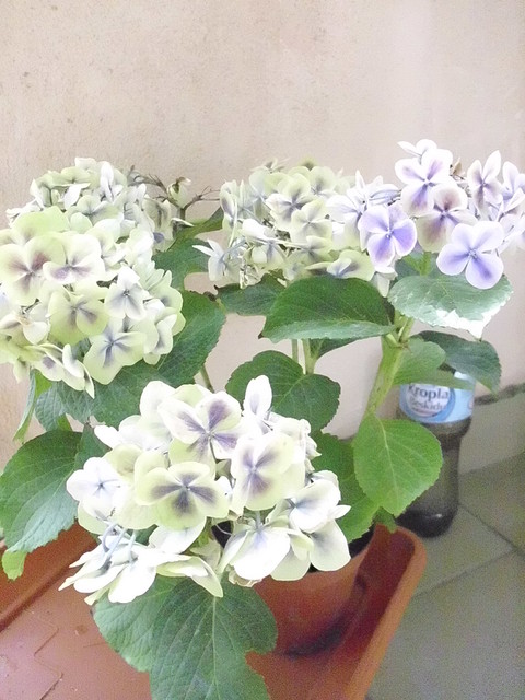 hortensia niebieska