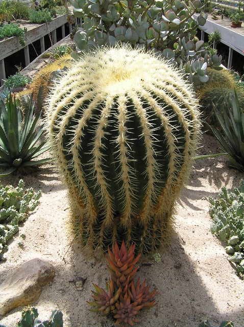 Kaktus z hodowli