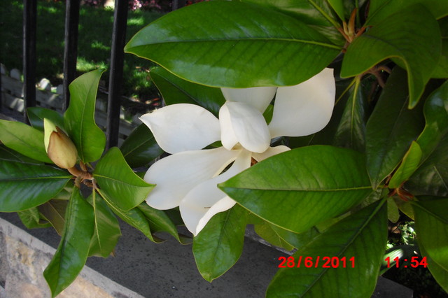magnolia  tez   zakwitla