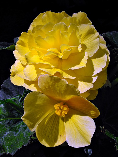 Przytulone - kwiat męski i kwiat żeński