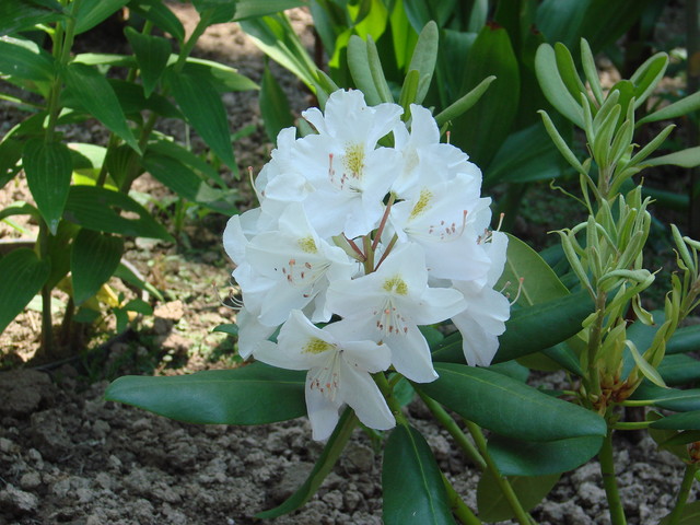 Rododendron .
