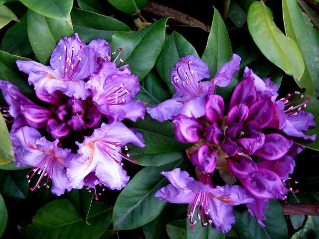 Rododendron 'Lee's Dark Purple'