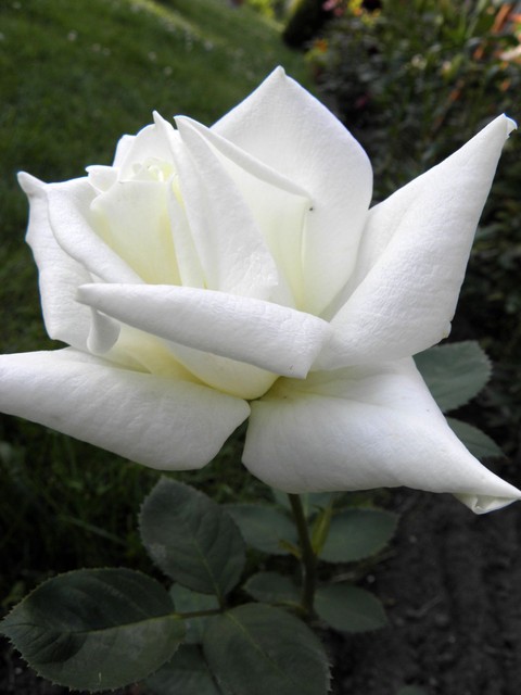 Róża  ''Chopin''