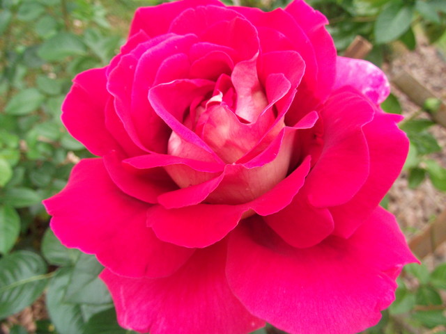 Róża dla KasiGr :)