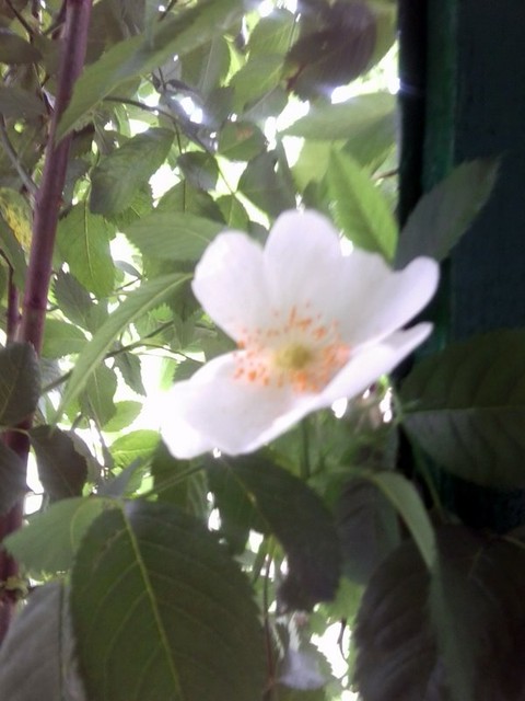 Róża pnąca biała