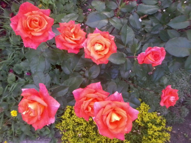 róża rabatowa wielkokwiatowa