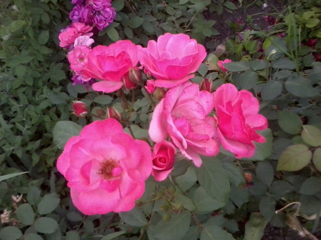róża rabatowa