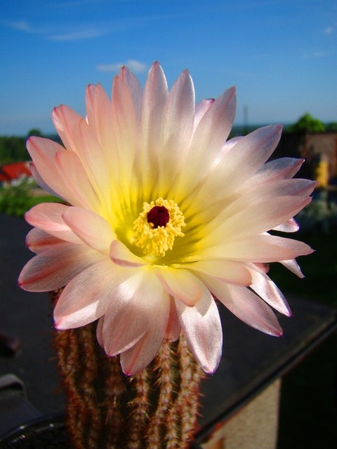 Słoneczny kaktus :)