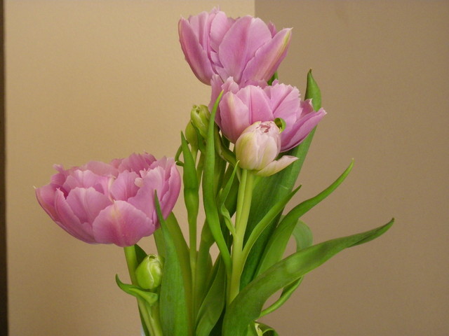 tulipan pełny