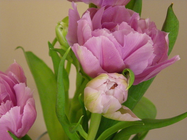 tulipan pełny...