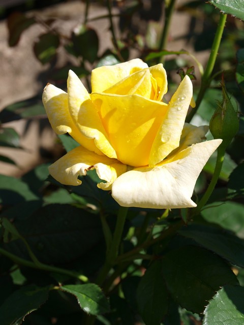 Żółta roża