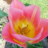 129 tulipan