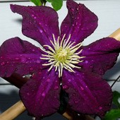 A..clematis...to W P