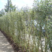 bambusowy zywoplot