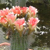 C.d. kaktusów.