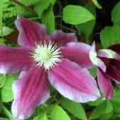 Clematis ''HANIA'
