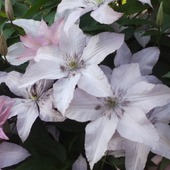 clematis mojej siostry:)