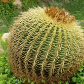 Echinocactus grusonii - fotel teściowej
