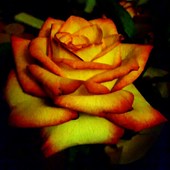 Kolorowa róża