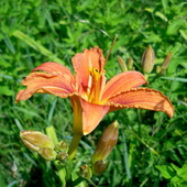 Kwiat  Liliowca