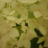 kwiat hortensji