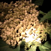 kwiaty dzikiego bzu widziane na nocnym spacerze po lesie